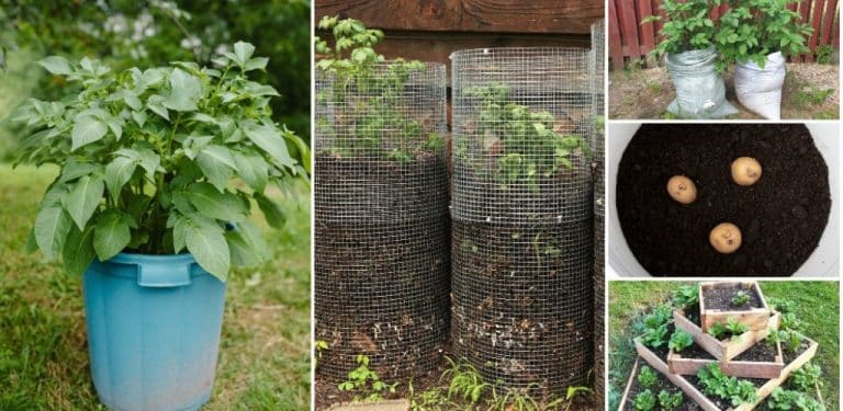 Wie man Kartoffeln in Behältern anbaut